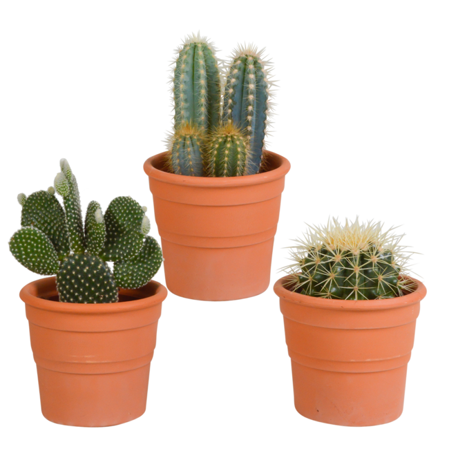 Cactus mix 10.5 cm - 3x - in terracotta pot
