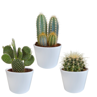 Cactus mix 10.5 cm - 3x - in witte pot