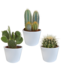 Cactus mix 10.5 cm - 3x - in witte pot