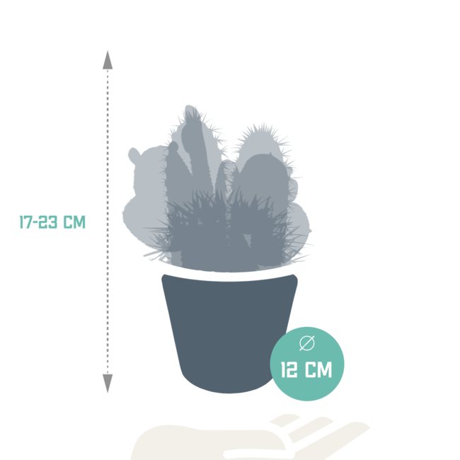 Cactus mix 10.5 cm - 3x - in witte pot