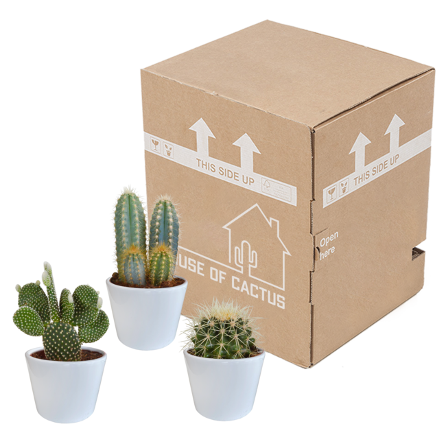 Cactus mix 10.5 cm - 3x - in witte pot
