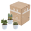 Cactus mix 10.5 cm - 3x - in witte pot