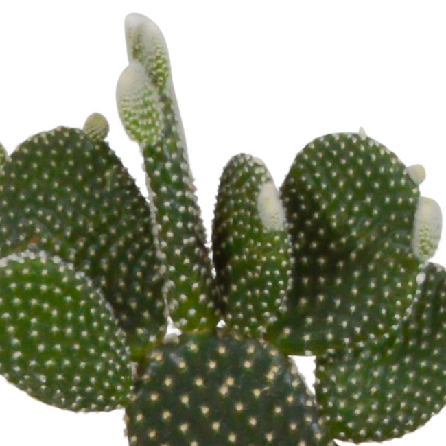 Cactus mix 10.5 cm - 3x - in witte pot
