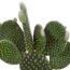 Cactus mix 10.5 cm - 3x - in witte pot