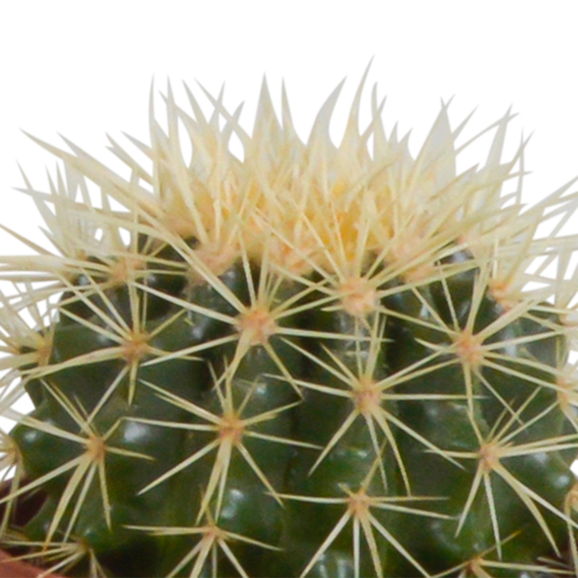 Cactus mix 10.5 cm - 3x - in witte pot