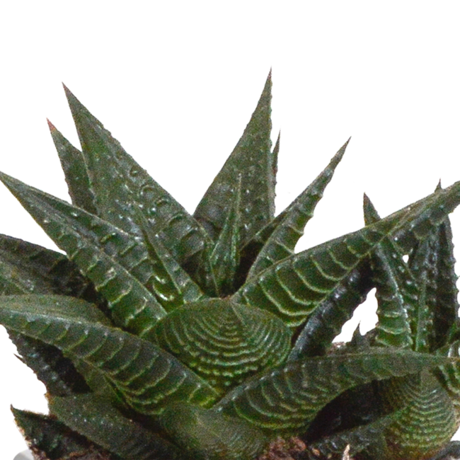 Gasteria/Haworthia mix 8,5cm - 3x - in terracotta pot