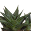Gasteria/Haworthia mix 8,5cm - 3x - in terracotta pot
