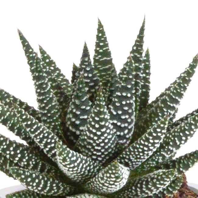 Gasteria/Haworthia mix 8,5cm - 3x - in terracotta pot