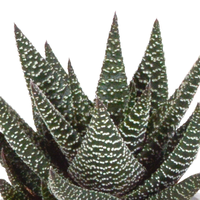 Gasteria/Haworthia mix 8,5cm - 3x - in terracotta pot