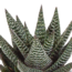 Gasteria/Haworthia mix 8,5cm - 3x - in terracotta pot