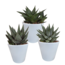 Gasteria/Haworthia mix 8,5cm - 3x - in witte pot