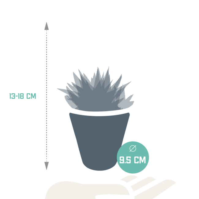 Gasteria/Haworthia mix 8,5cm - 3x - in witte pot