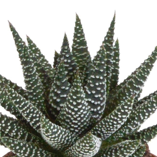 Gasteria/Haworthia mix 8,5cm - 3x - in witte pot