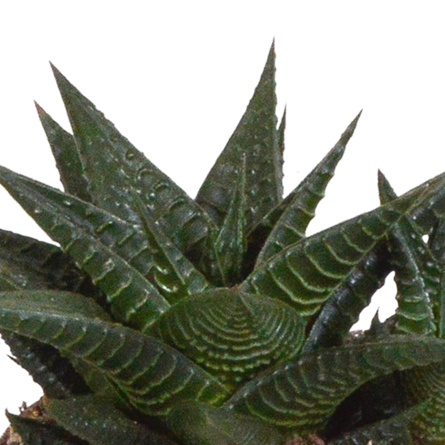 Gasteria/Haworthia mix 8,5cm - 3x - in witte pot