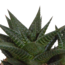 Gasteria/Haworthia mix 8,5cm - 3x - in witte pot