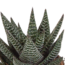 Gasteria/Haworthia mix 8,5cm - 3x - in witte pot