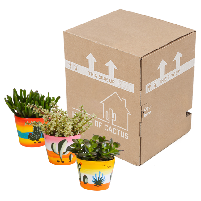 Crassula mix 10,5 cm - 3x - in Mexicaanse pot