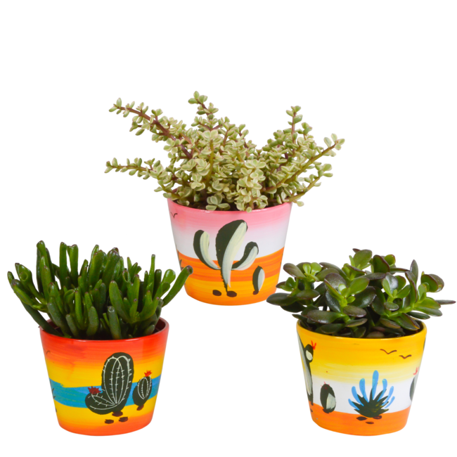 Crassula mix 10,5 cm - 3x - in Mexicaanse pot