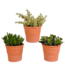 Crassula mix 10,5 cm - 3x - in terracotta pot