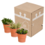 Crassula mix 10,5 cm - 3x - in terracotta pot