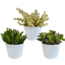 Crassula mix 10,5 cm - 3x - in witte pot