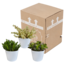 Crassula mix 10,5 cm - 3x - in witte pot