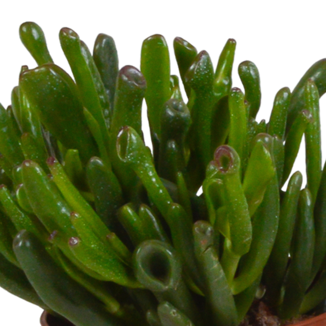 Crassula mix 10,5 cm - 3x - in witte pot