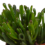 Crassula mix 10,5 cm - 3x - in witte pot