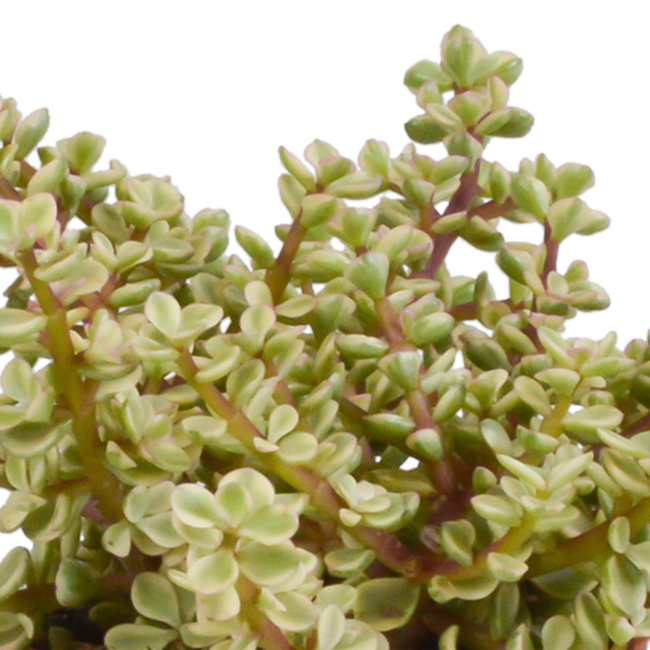 Crassula mix 10,5 cm - 3x - in witte pot