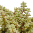 Crassula mix 10,5 cm - 3x - in witte pot