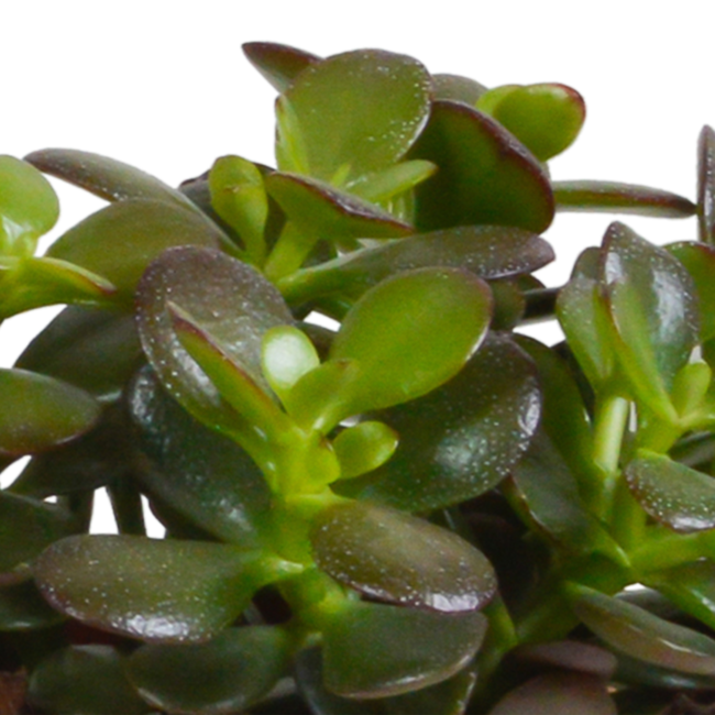 Crassula mix 10,5 cm - 3x - in witte pot