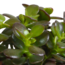 Crassula mix 10,5 cm - 3x - in witte pot