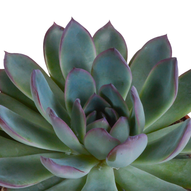 Echeveria mix 10.5 cm - 3x - in terracotta pot