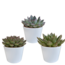 Echeveria mix 10.5 cm - 3x - in witte pot