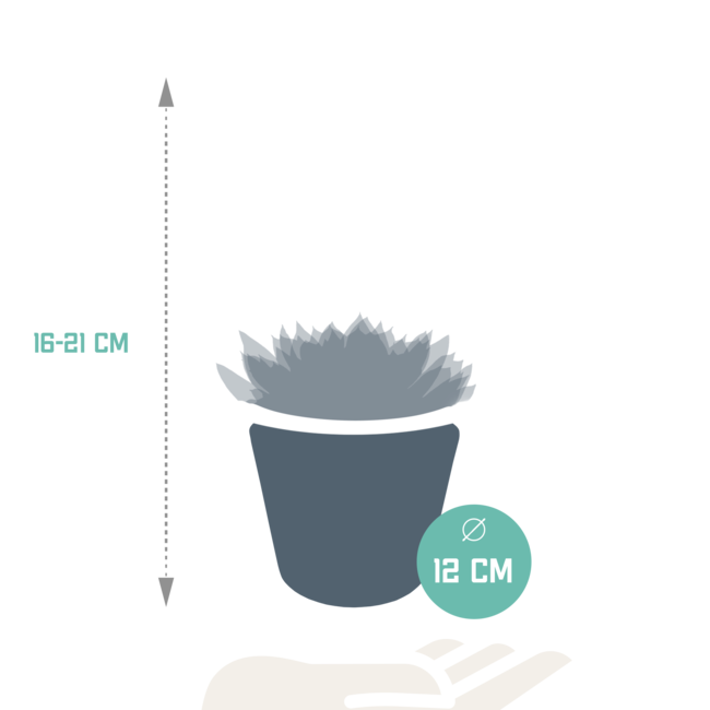 Echeveria mix 10.5 cm - 3x - in witte pot