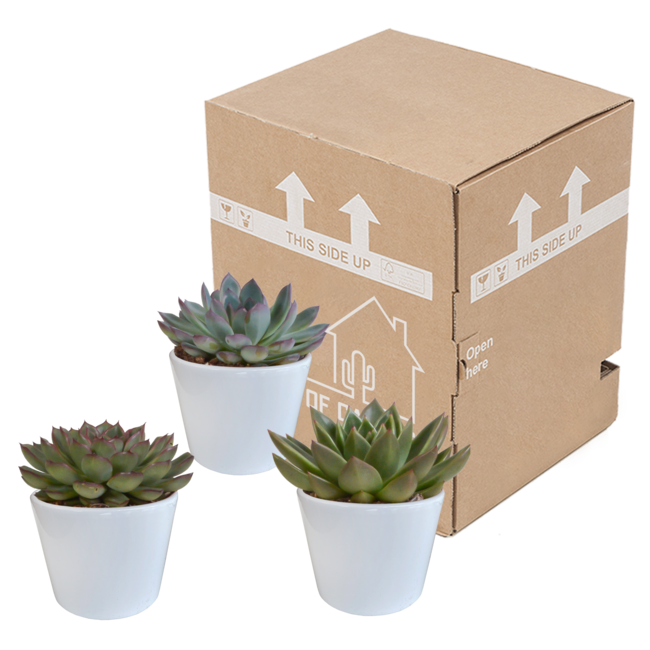Echeveria mix 10.5 cm - 3x - in witte pot