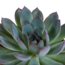Echeveria mix 10.5 cm - 3x - in witte pot