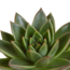 Echeveria mix 10.5 cm - 3x - in witte pot