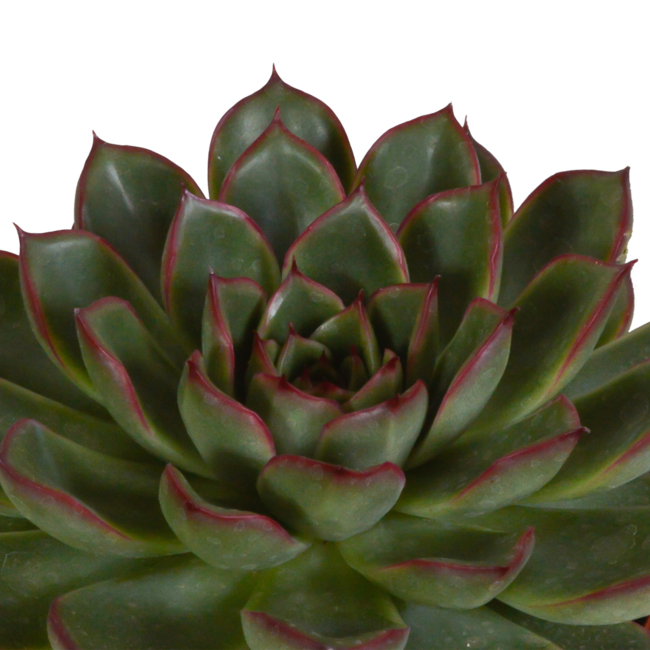 Echeveria mix 10.5 cm - 3x - in witte pot