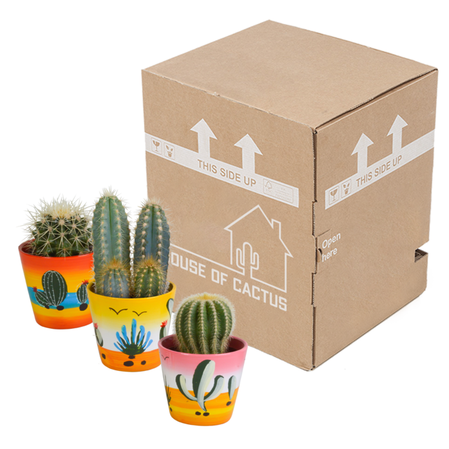 actus mix 8.5 cm - 3x - in Mexicaanse pot