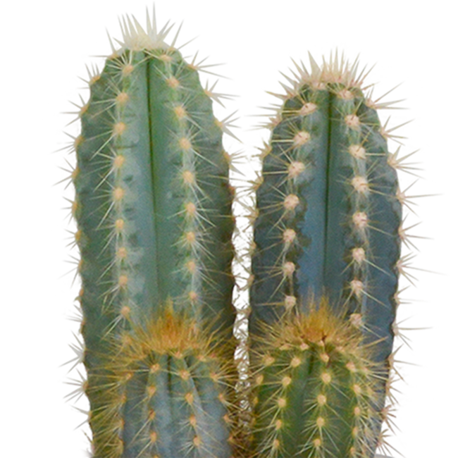 actus mix 8.5 cm - 3x - in Mexicaanse pot