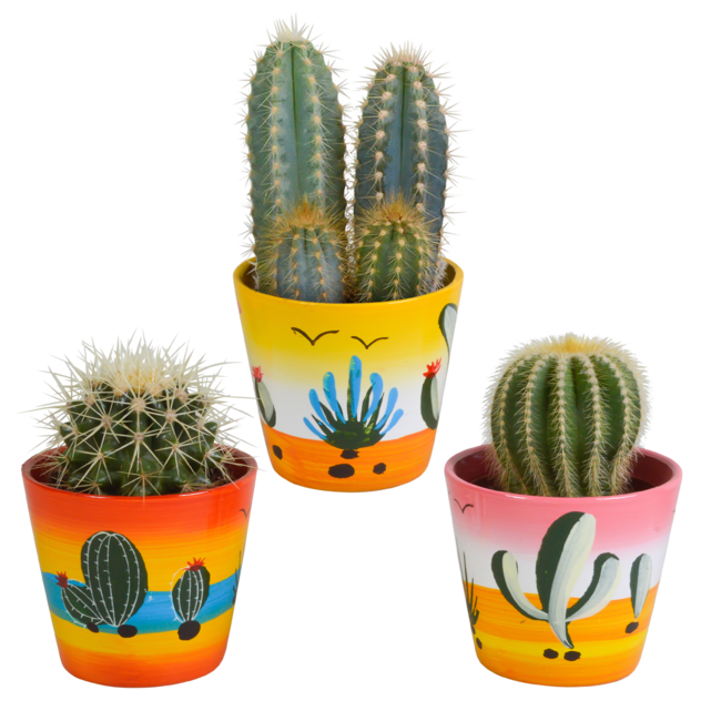 actus mix 8.5 cm - 3x - in Mexicaanse pot