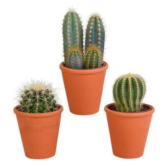 Cactus mix 8.5 cm - 3x - in terracotta pot