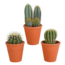 Cactus mix 8.5 cm - 3x - in terracotta pot