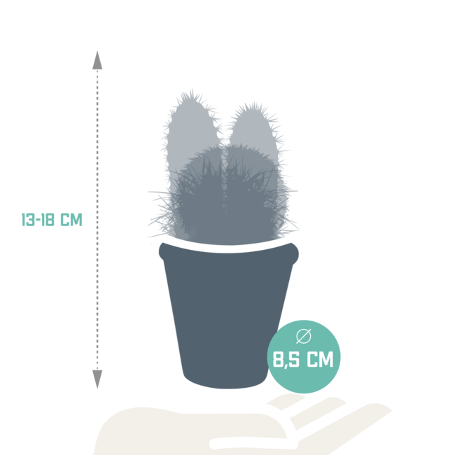 Cactus mix 8.5 cm - 3x - in terracotta pot
