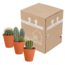 Cactus mix 8.5 cm - 3x - in terracotta pot