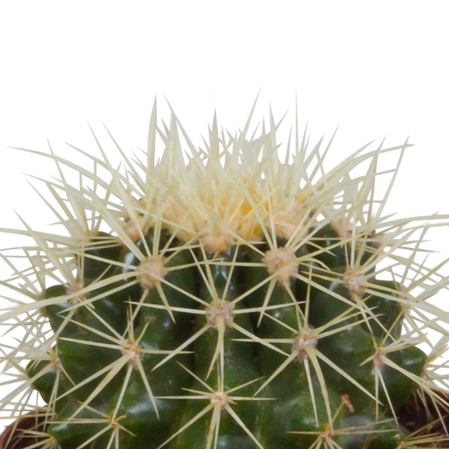 Cactus mix 8.5 cm - 3x - in terracotta pot