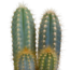 Cactus mix 8.5 cm - 3x - in terracotta pot