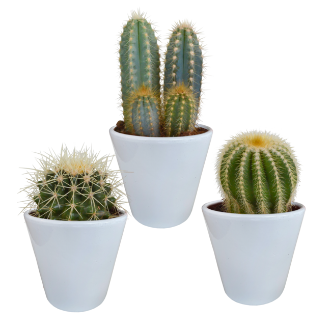 Cactus mix 8.5 cm - 3x - in witte pot