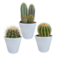Cactus mix 8.5 cm - 3x - in witte pot